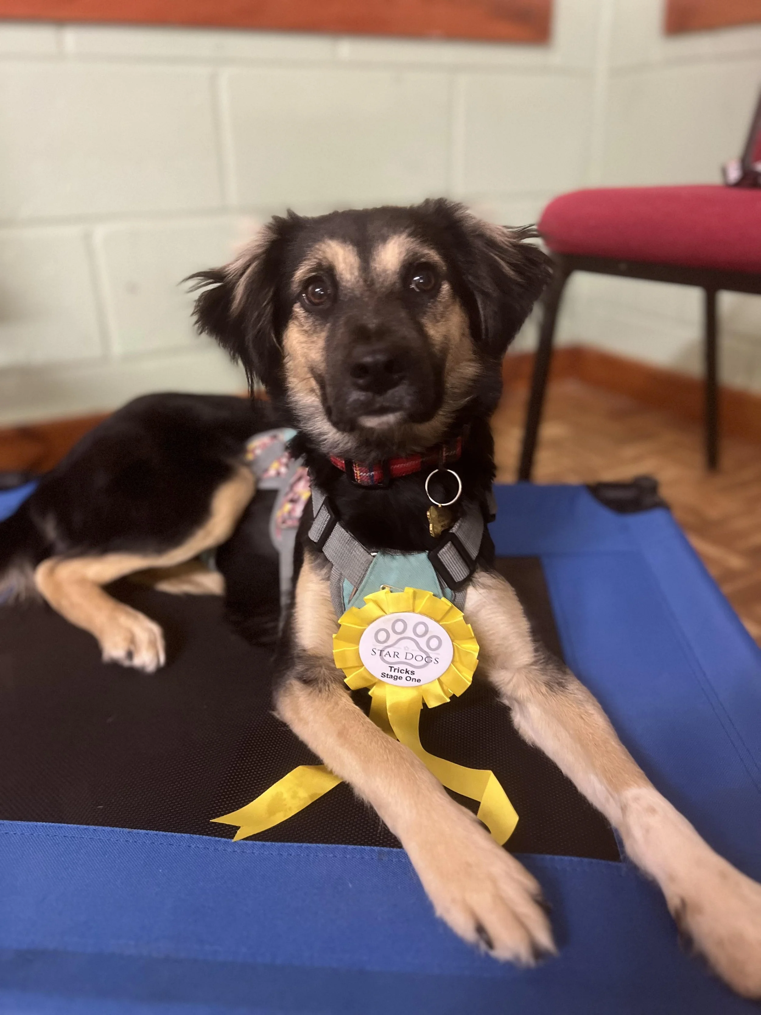 Callie, Penny's Ark rescue dog.