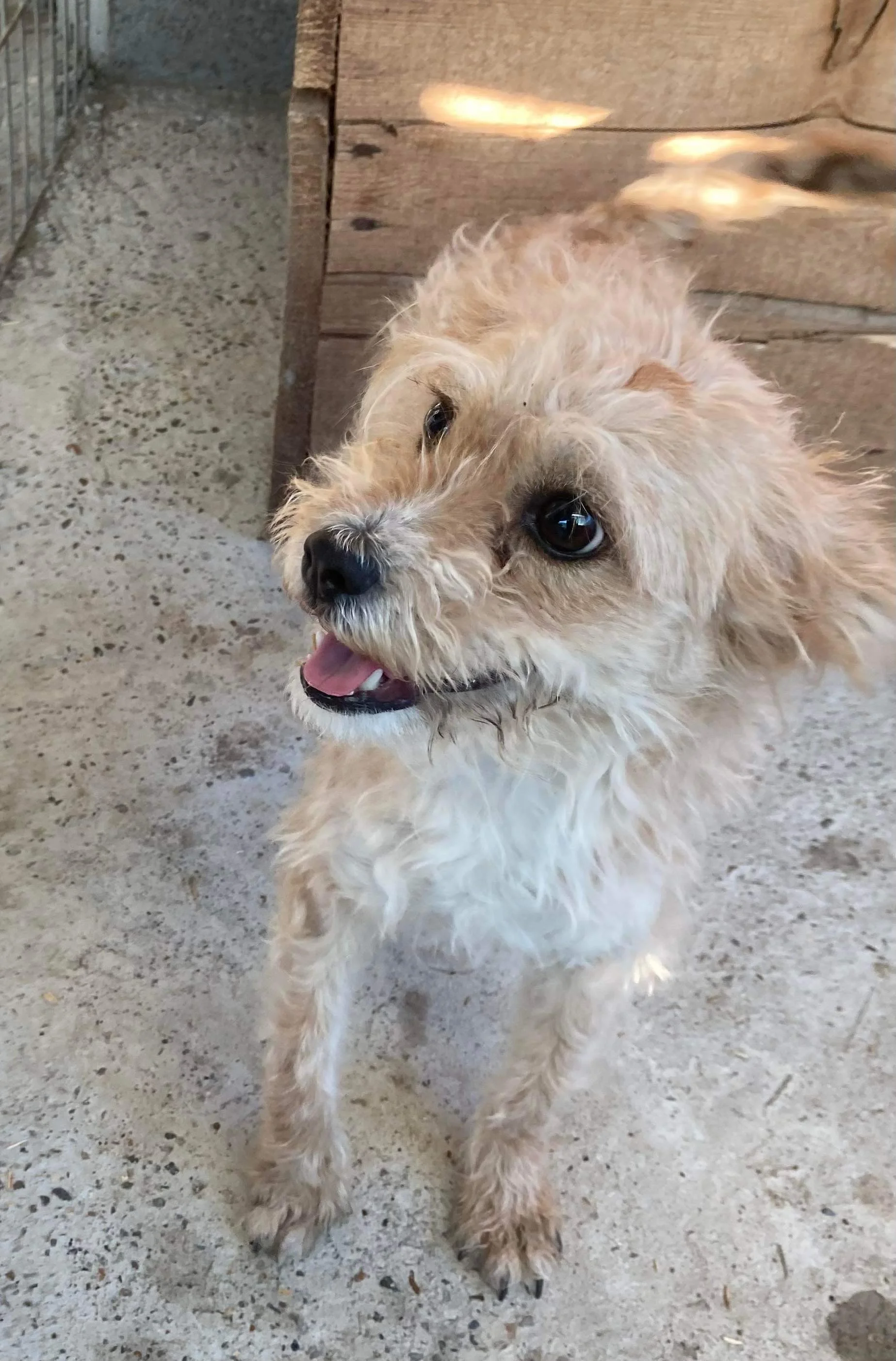 Cassie, Penny's Ark rescue dog.