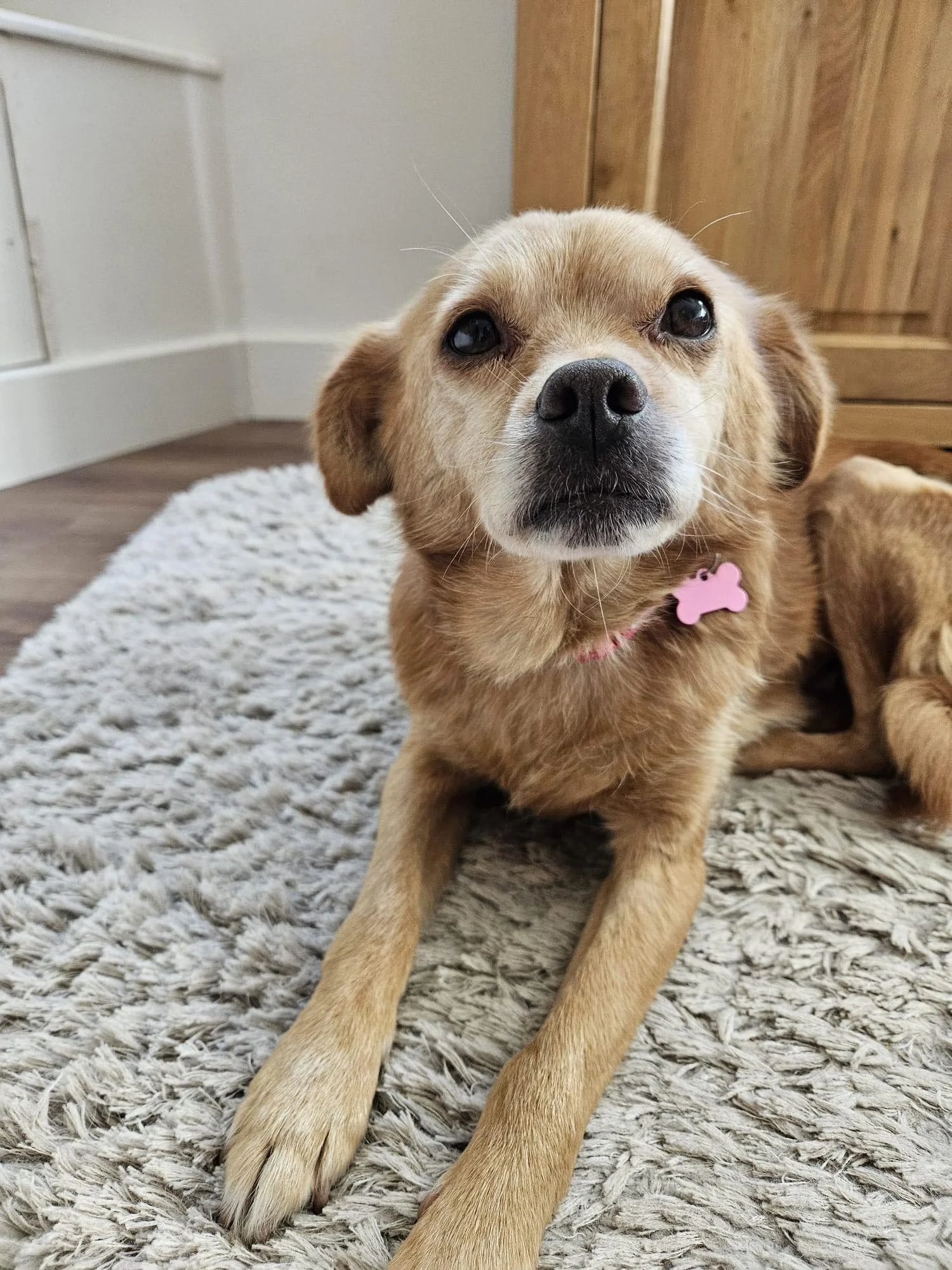 Grace, Penny's Ark rescue dog.