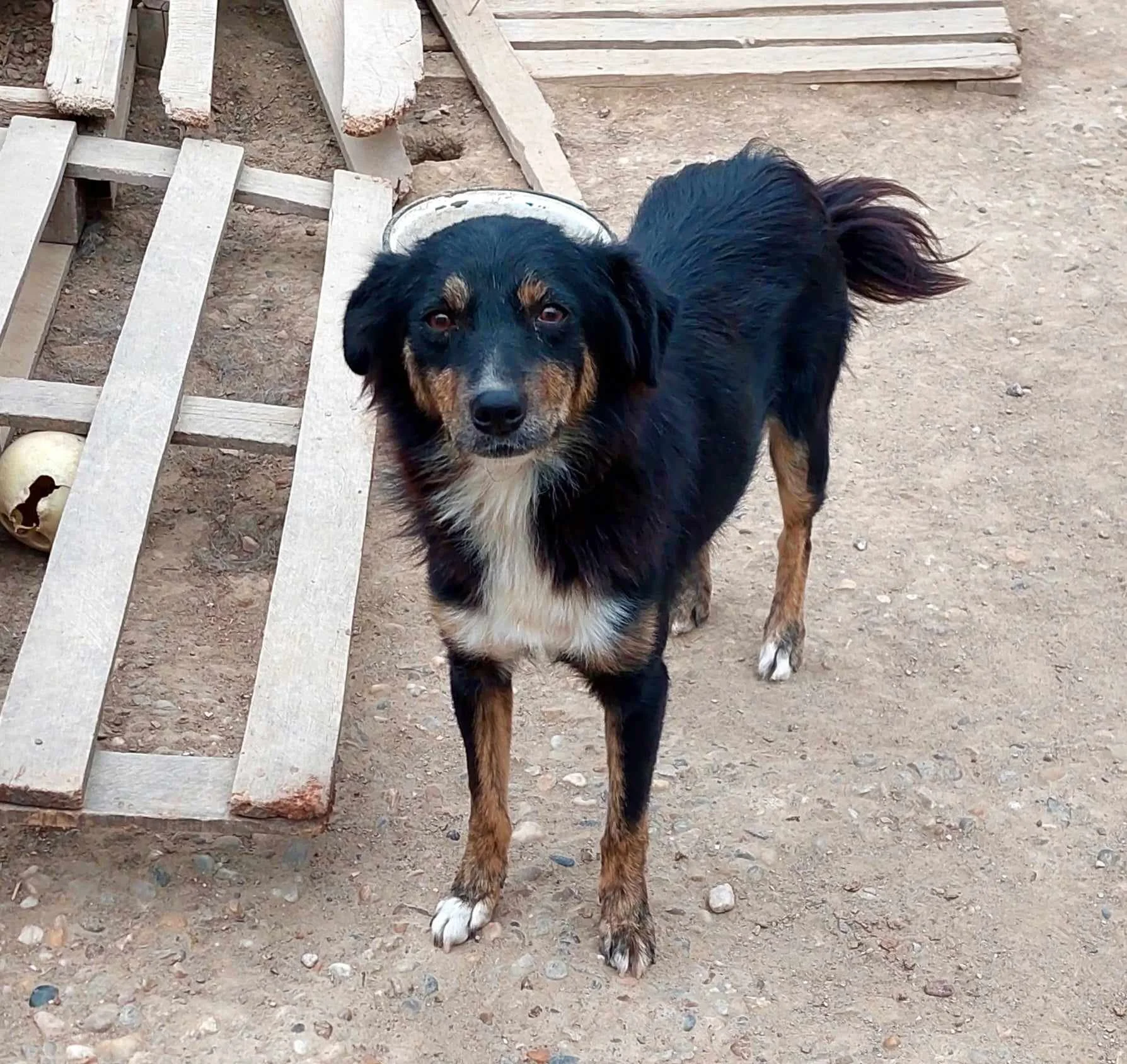 Mara, Penny's Ark rescue dog.
