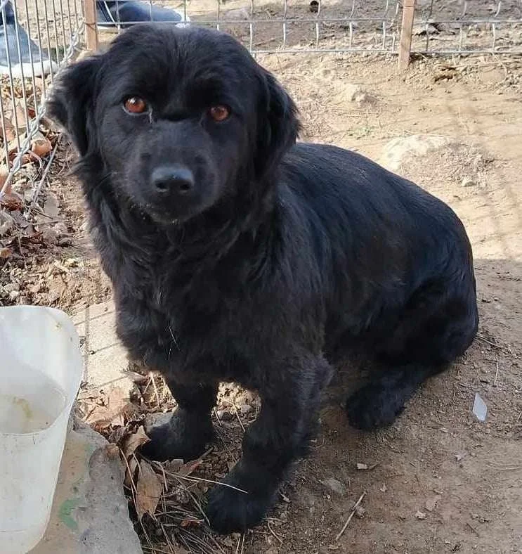 Melli, Penny's Ark rescue dog.