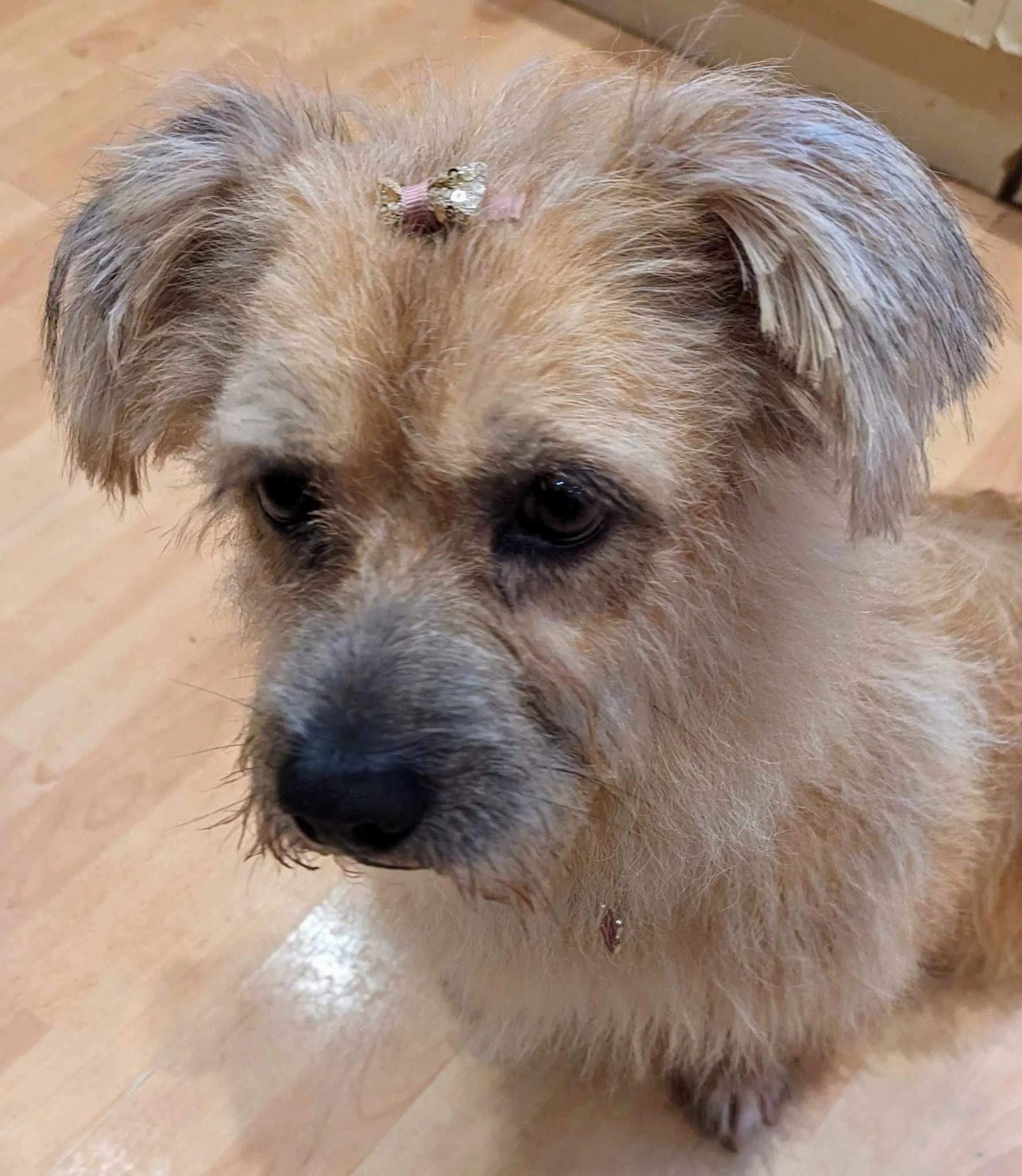 Miss Mollie, Penny's Ark rescue dog.
