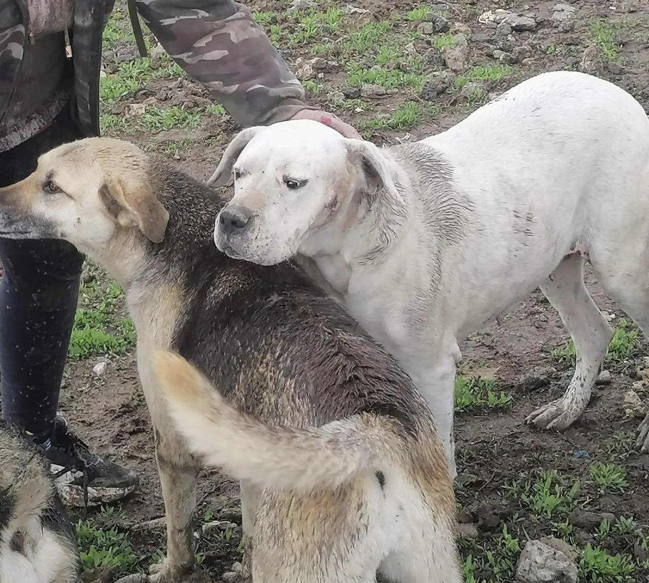 Featured image for: Building a Sanctuary for Desperate Paws