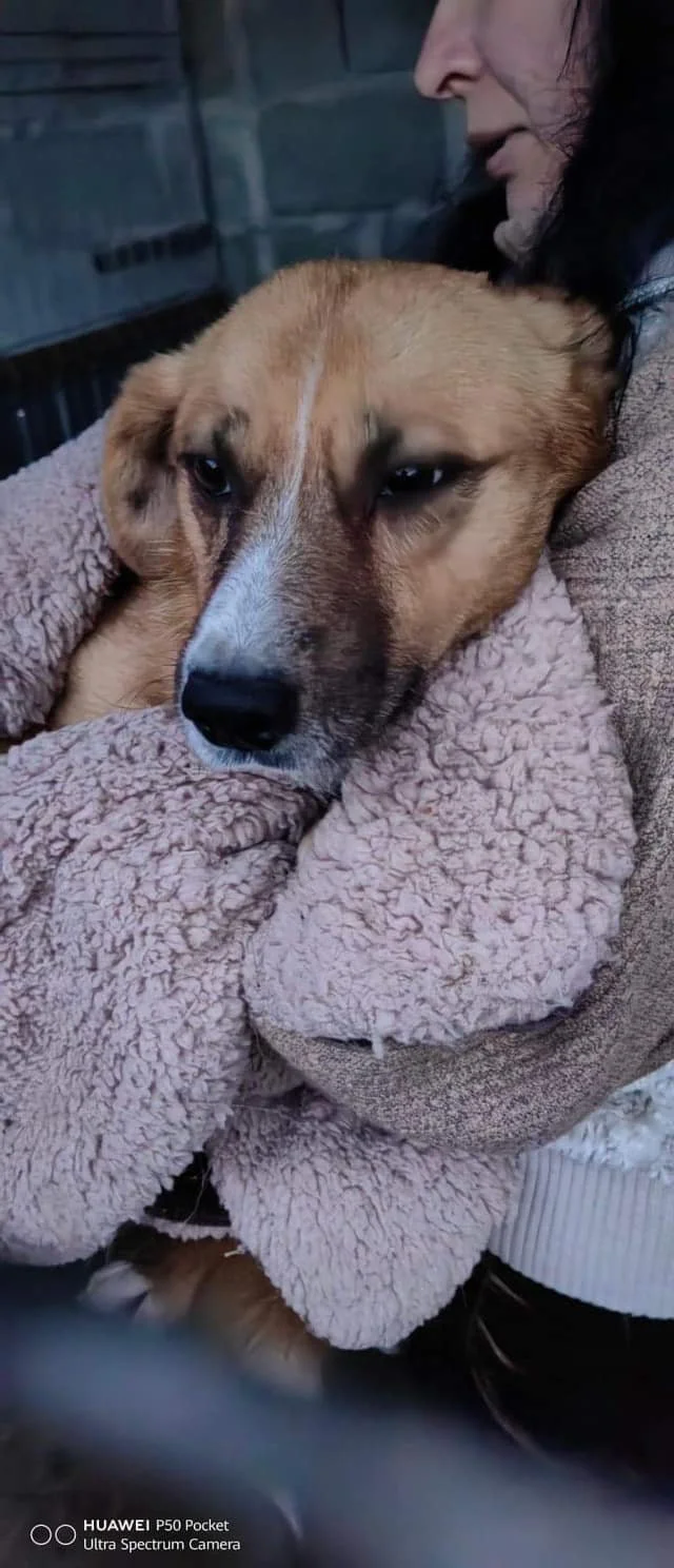 Toffee, Penny's Ark rescue dog.