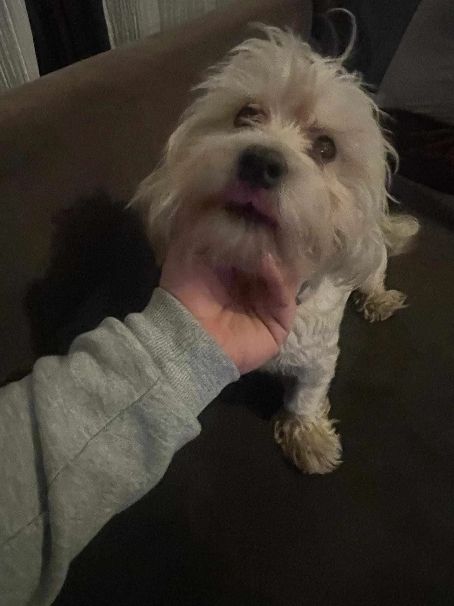 Toto, Penny's Ark rescue dog.