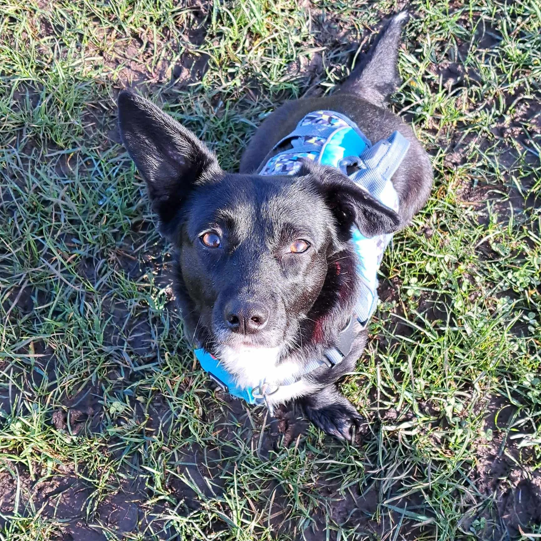 Tully, Penny's Ark rescue dog.