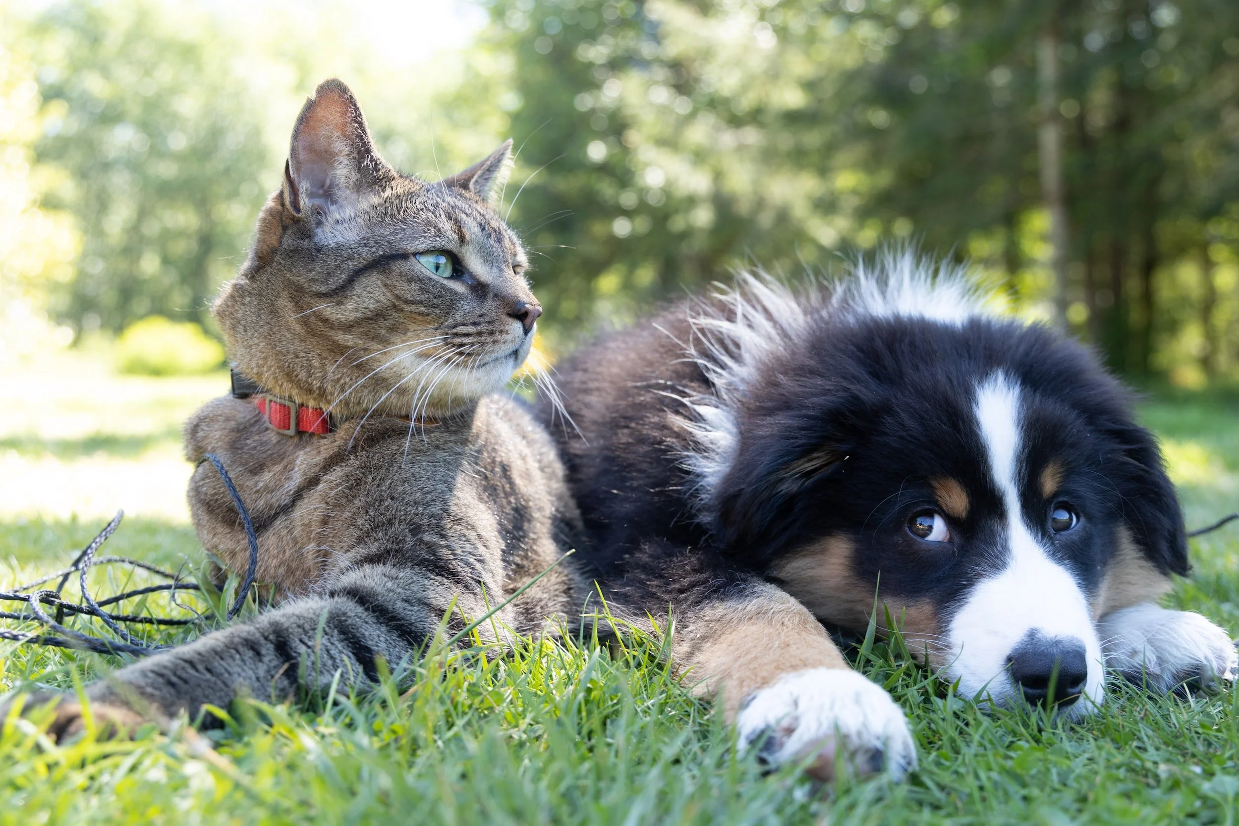 Featured image for: Thinking of homing a cat with a dog or vice versa?