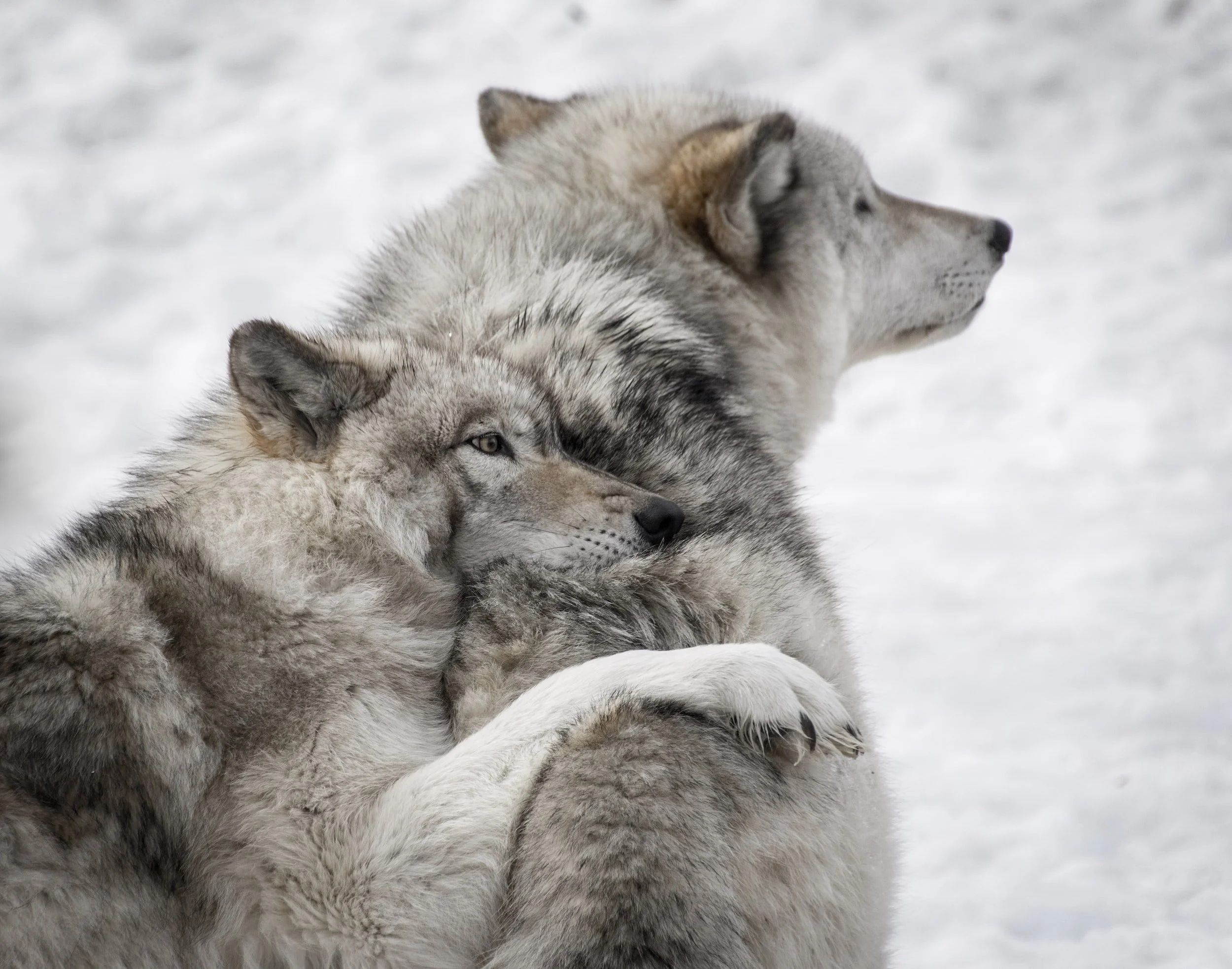 Featured image for: The Pack Theory