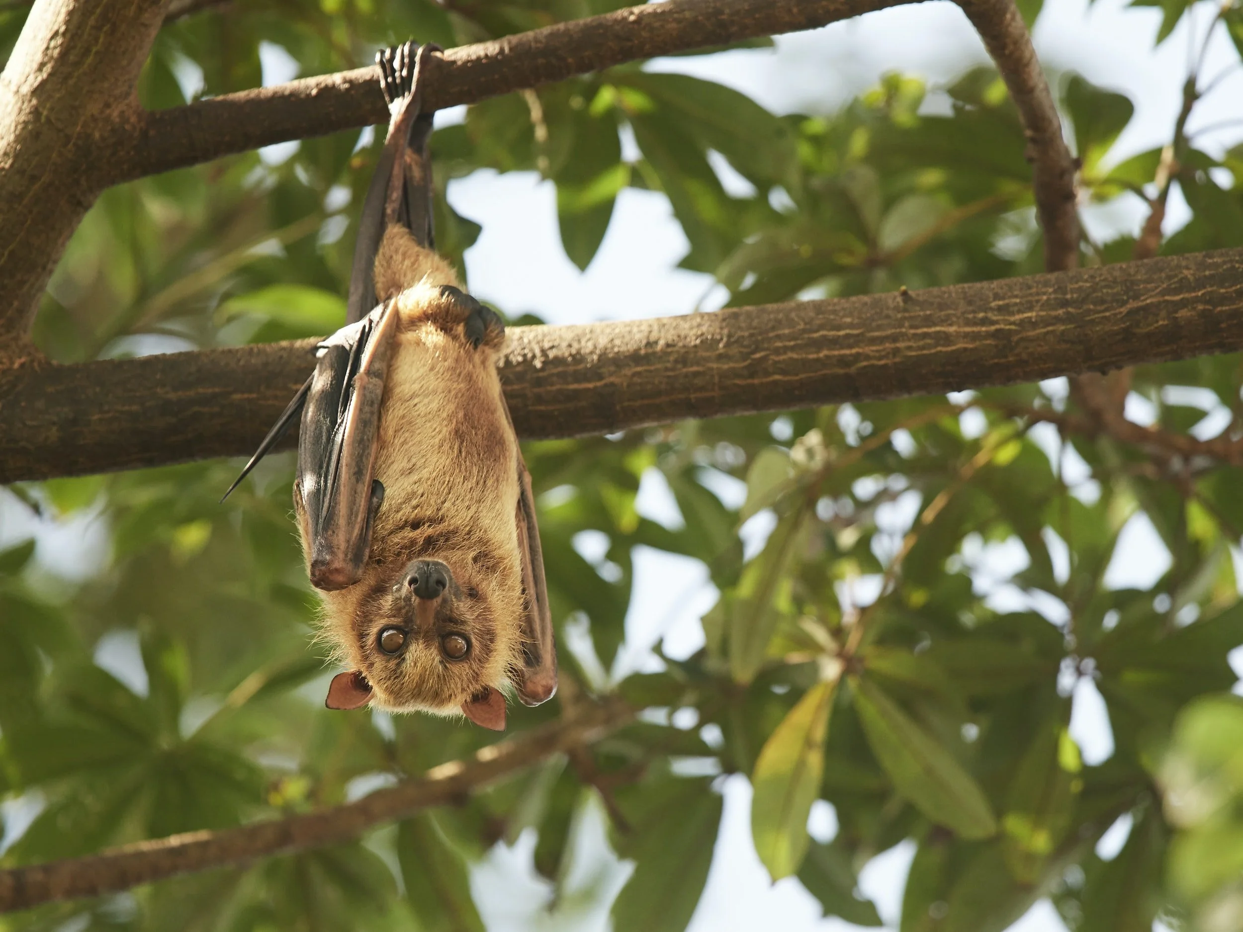 Featured image for: International Bat Appreciation Day - Guide to UK Bats and How You Can Help
