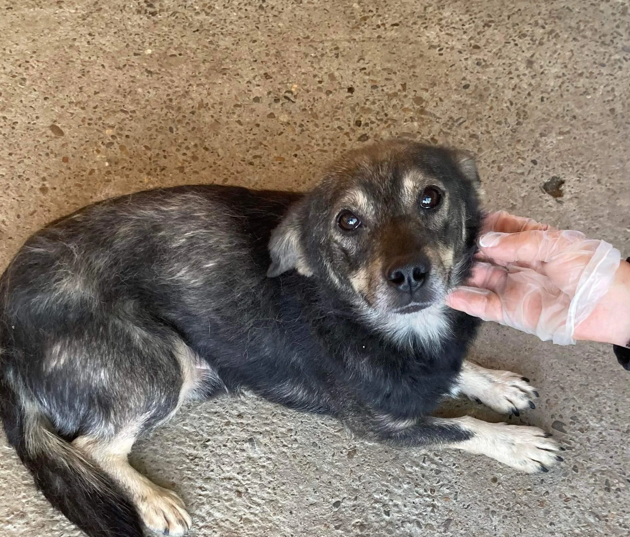 Wilf, Penny's Ark rescue dog.
