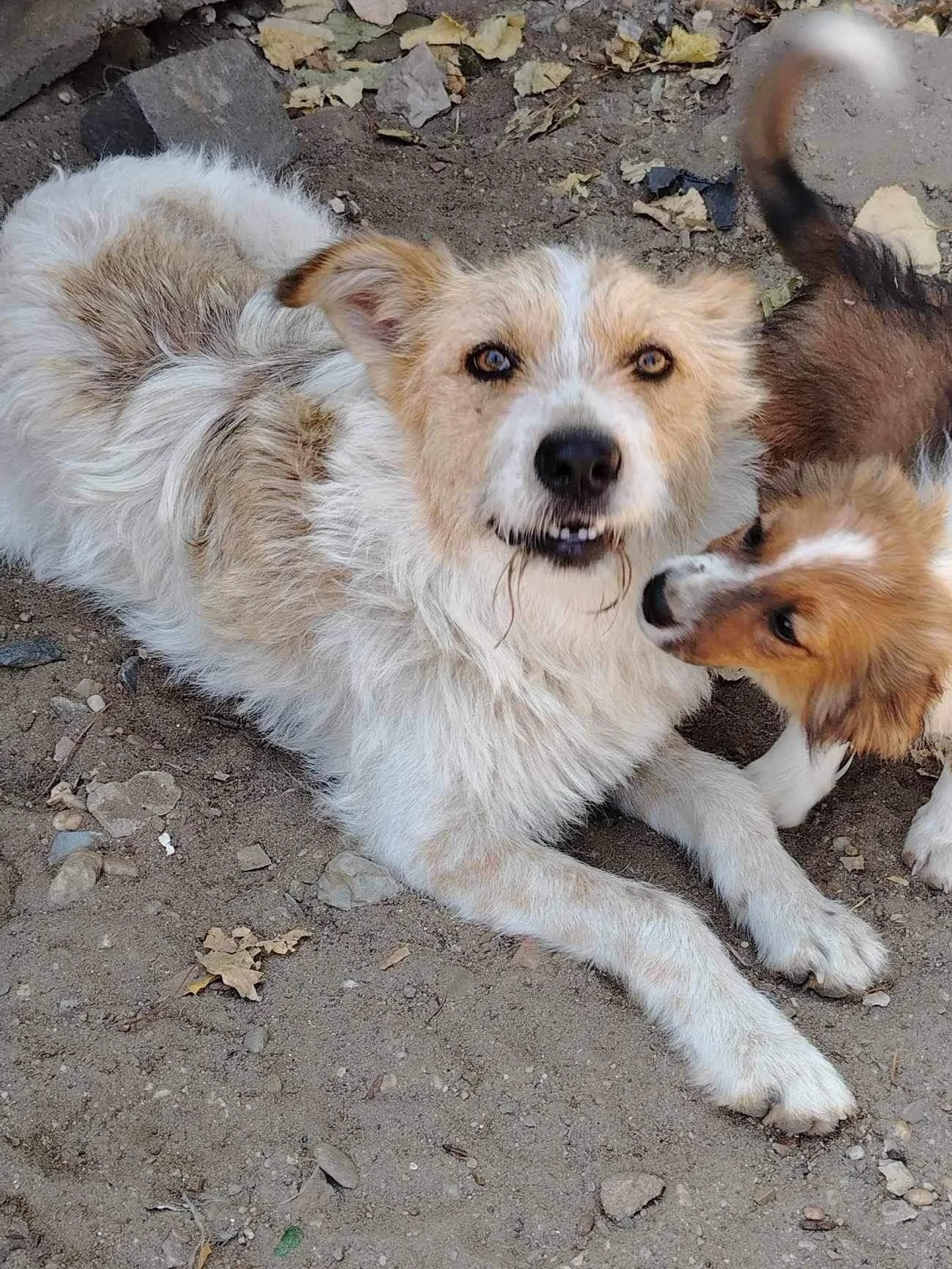 Zina, Penny's Ark rescue dog.