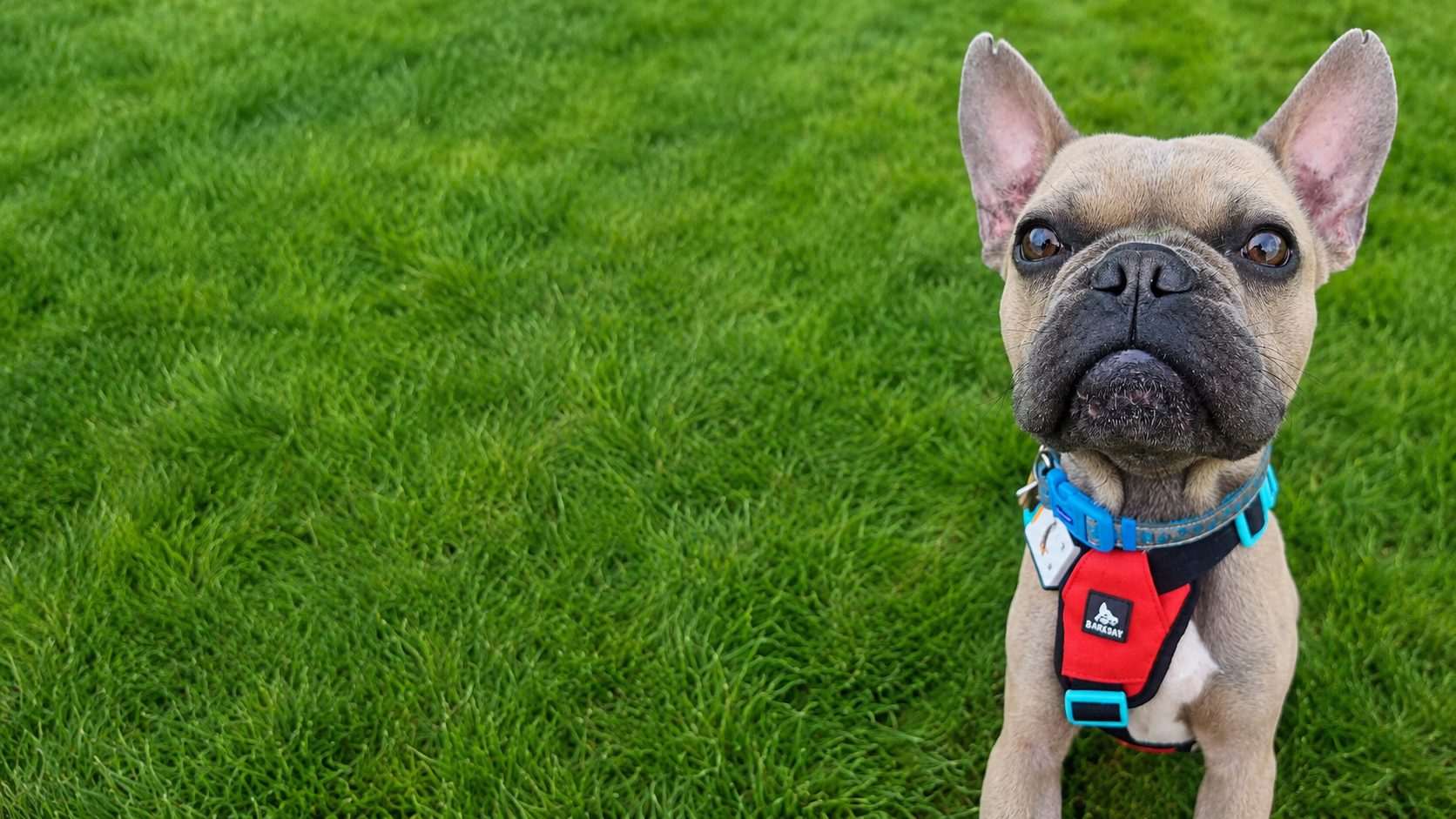 A small dog in a red harness sitting on bright green grass. The kind of life your fundraising helps make possible.