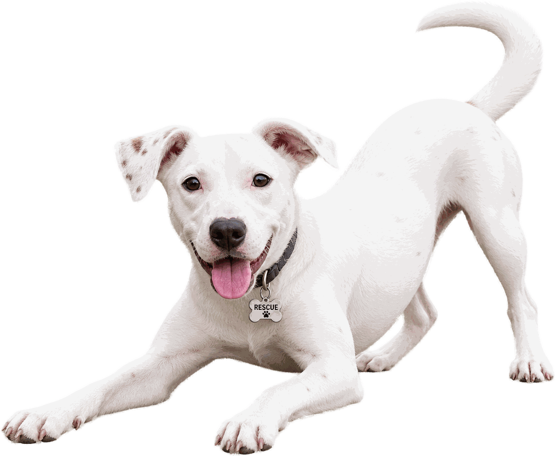 A white rescue dog in a play bow, front paws stretched out and tongue lolling
