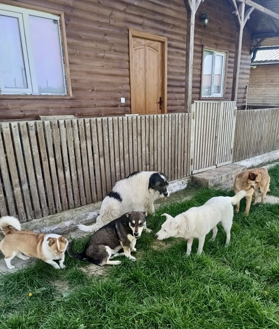 Dogs on the grass in front of the timber cabins at Penny's Ark Sanctuary