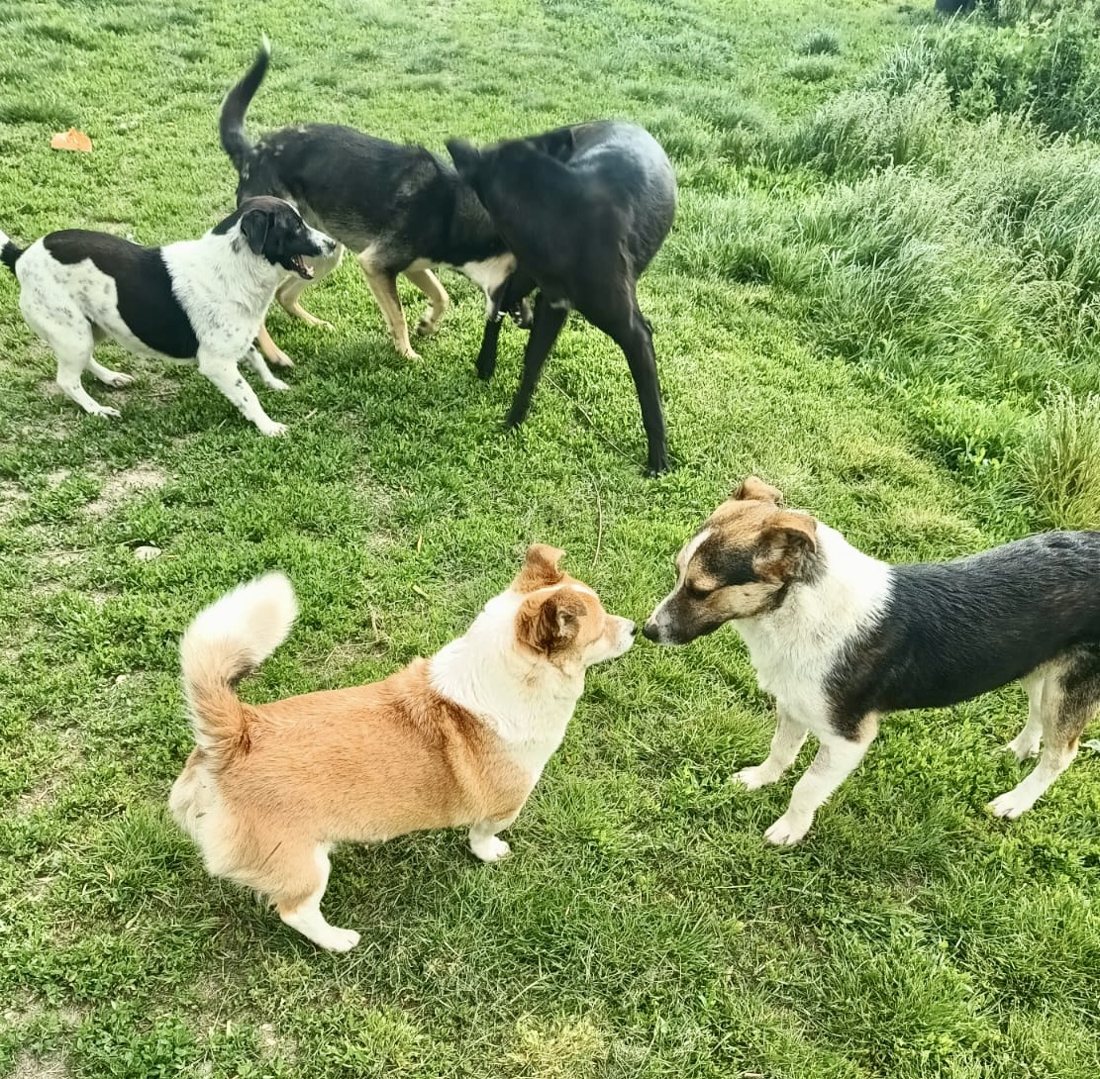 A mixed group of sanctuary dogs out on the grass