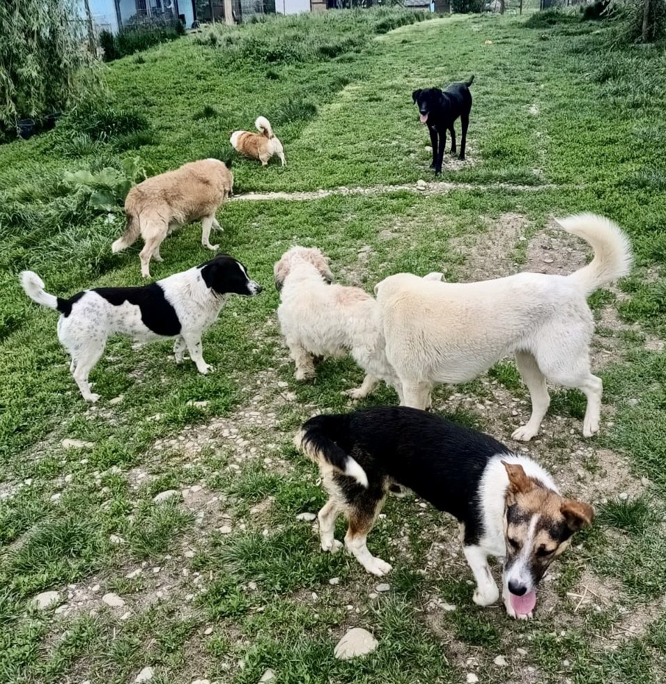 Dogs spread across the open field at the sanctuary