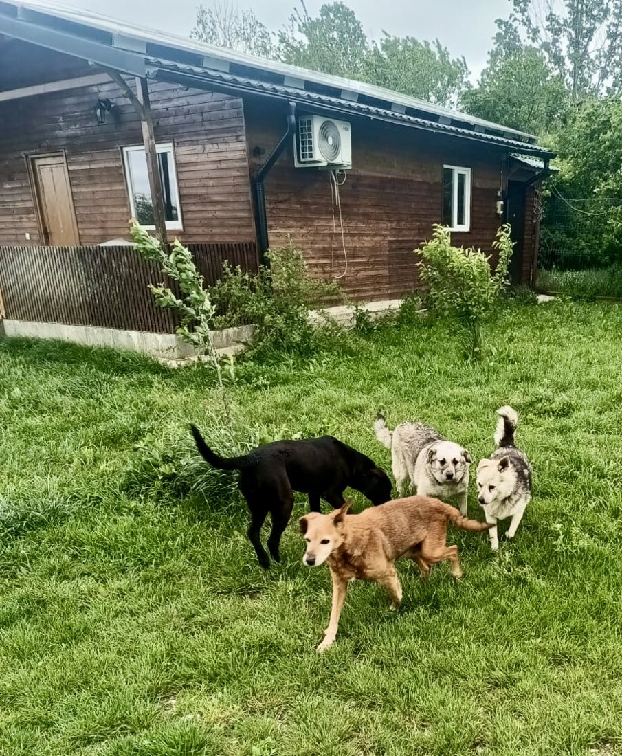 Dogs in front of the long kennel block