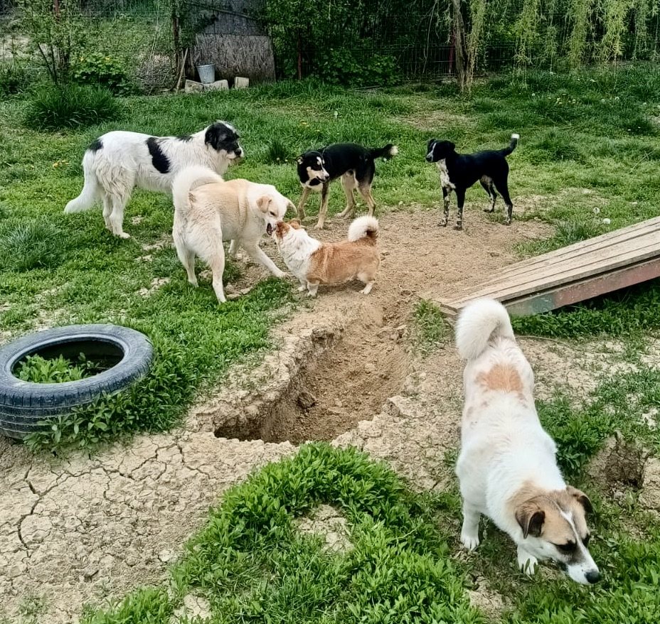 A large group of dogs sharing the yard