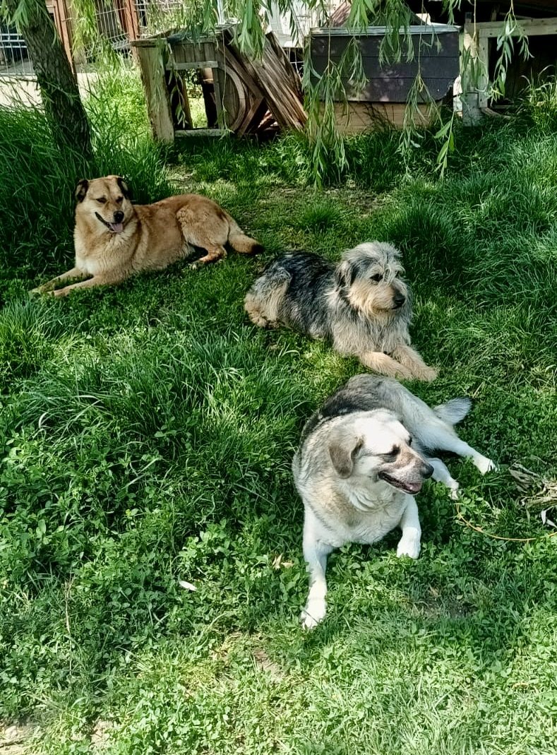 Dogs resting in the sun on the grass