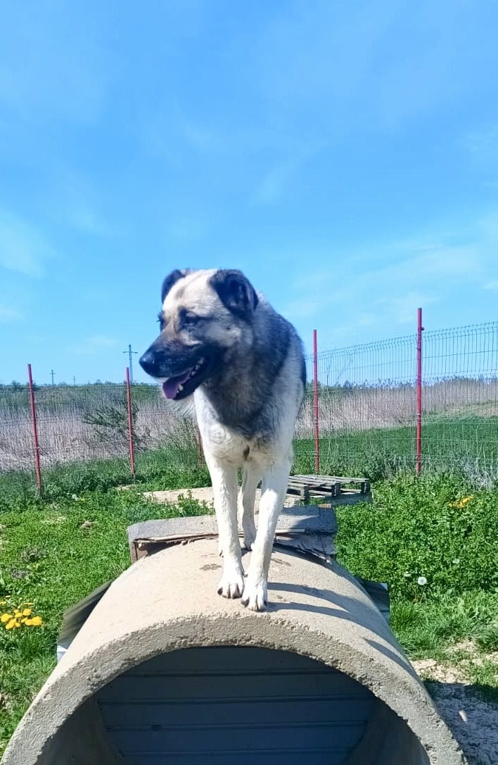 A dog standing on top of a domed kennel