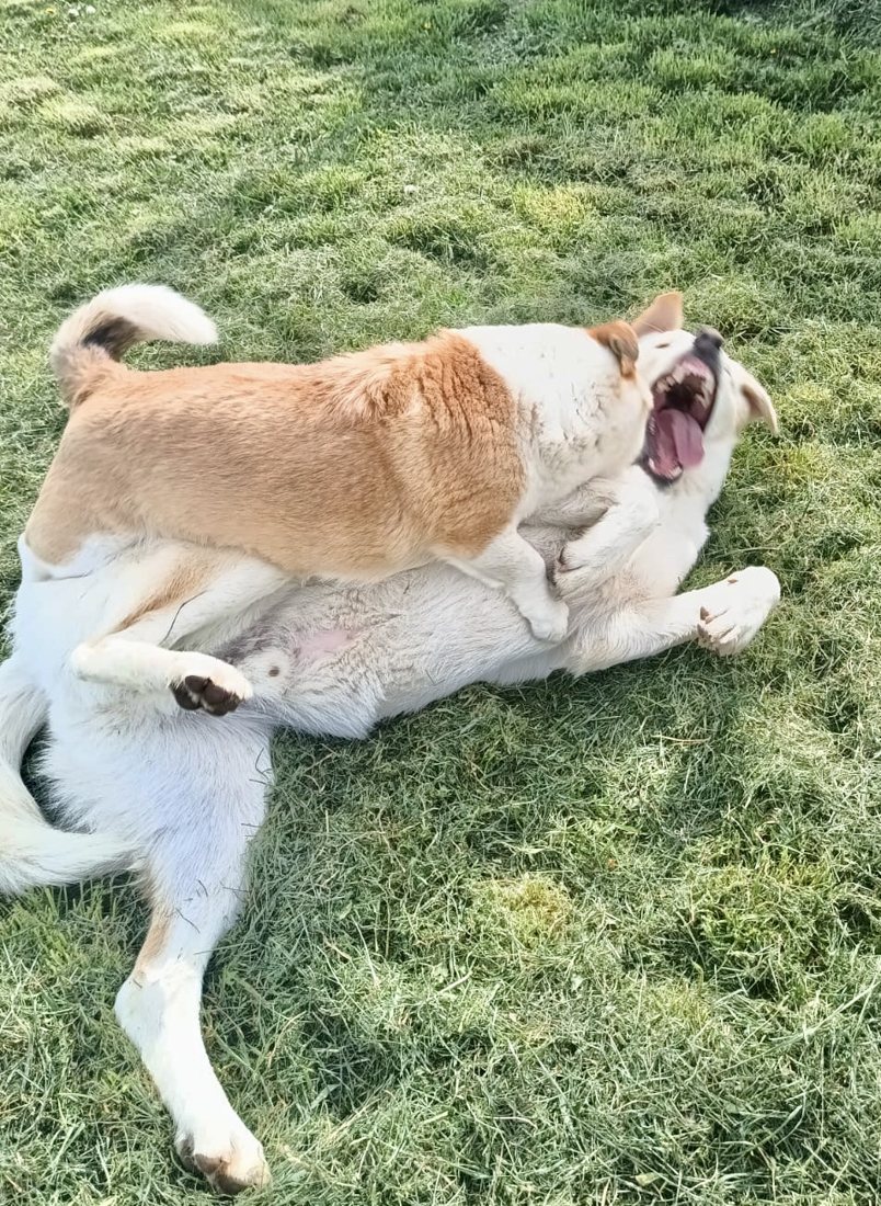 A fluffy dog rolling on its back on the grass