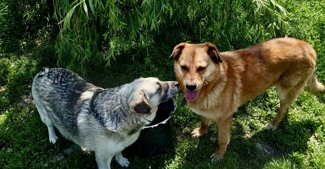 Two dogs walking together along the run
