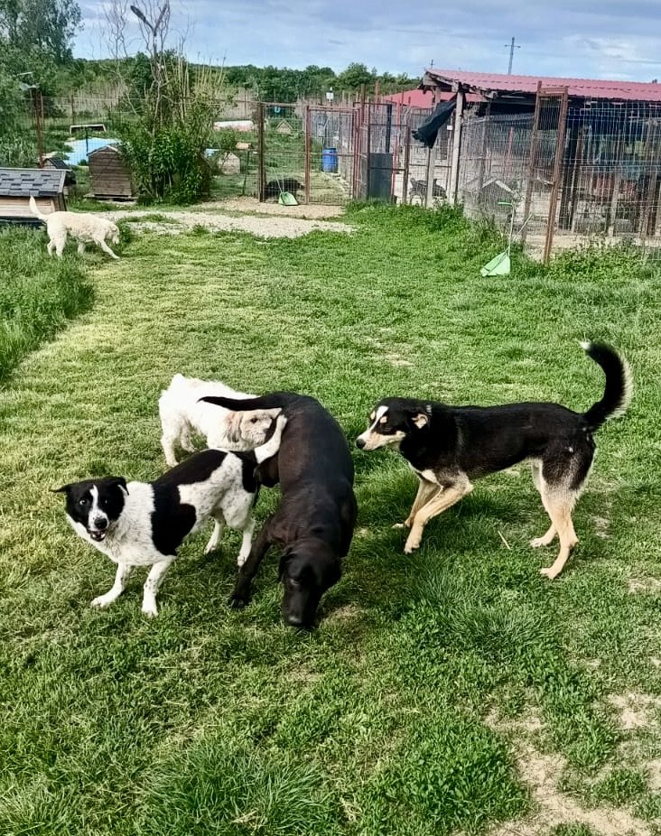 A few dogs together on the grass