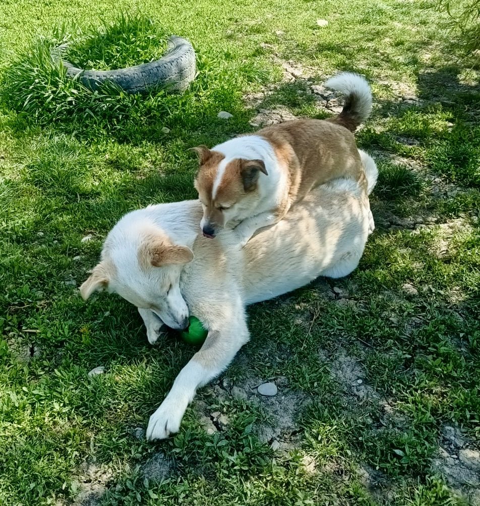 Dogs stretched out on the grass in the sun