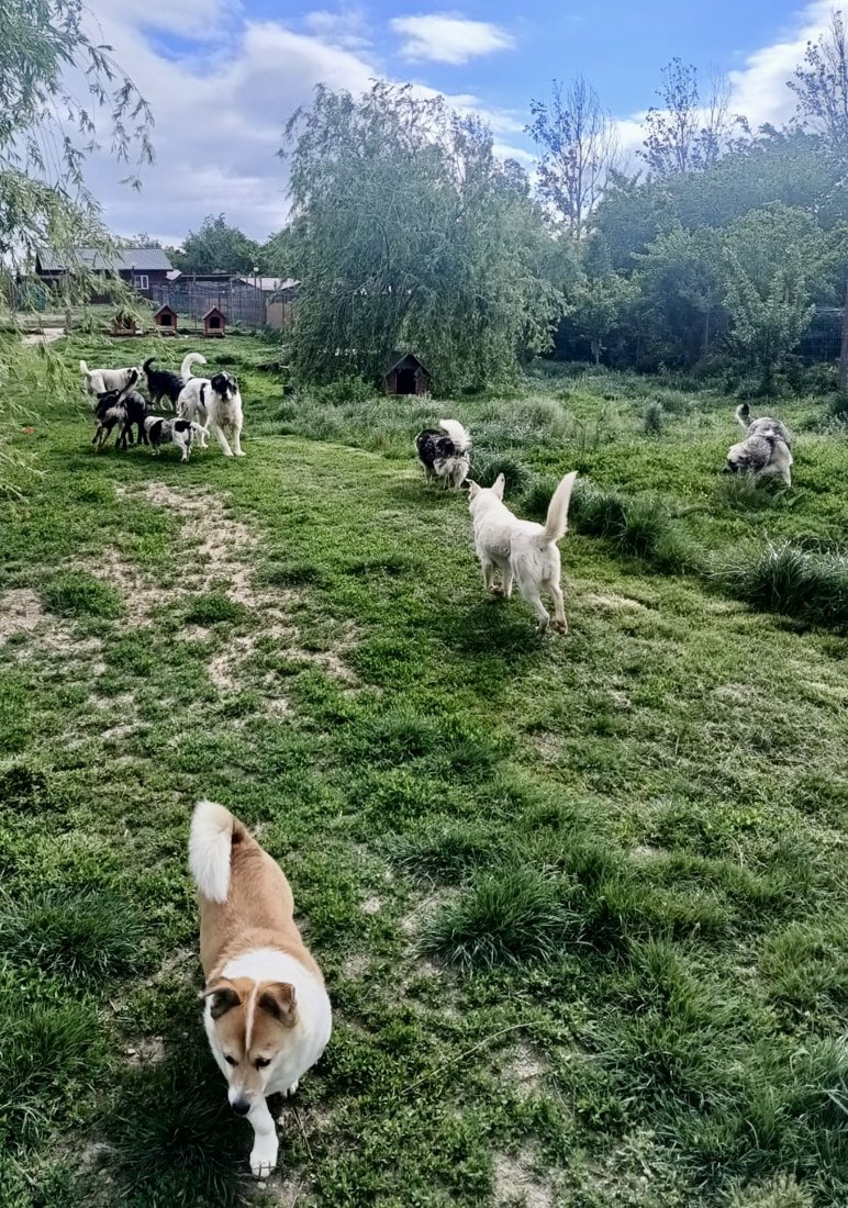 A small dog trotting across the grass toward the camera