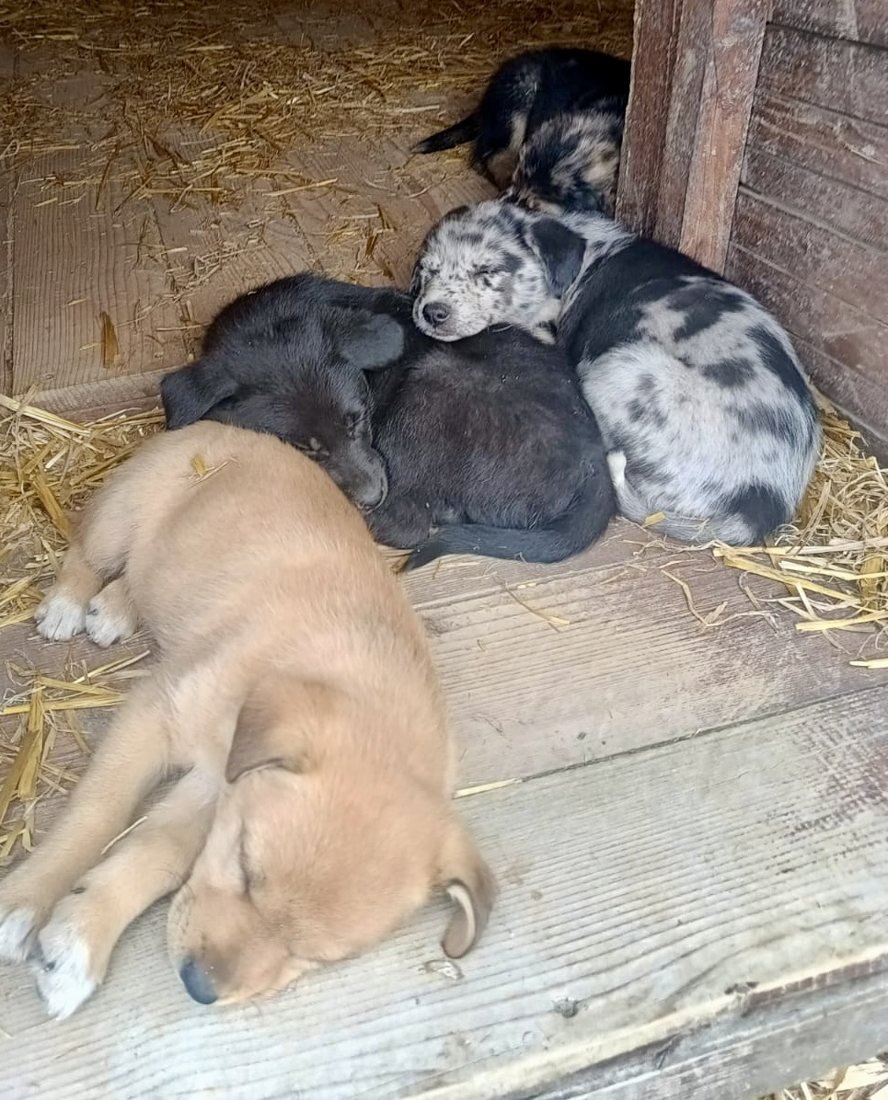 A pile of puppies asleep on straw