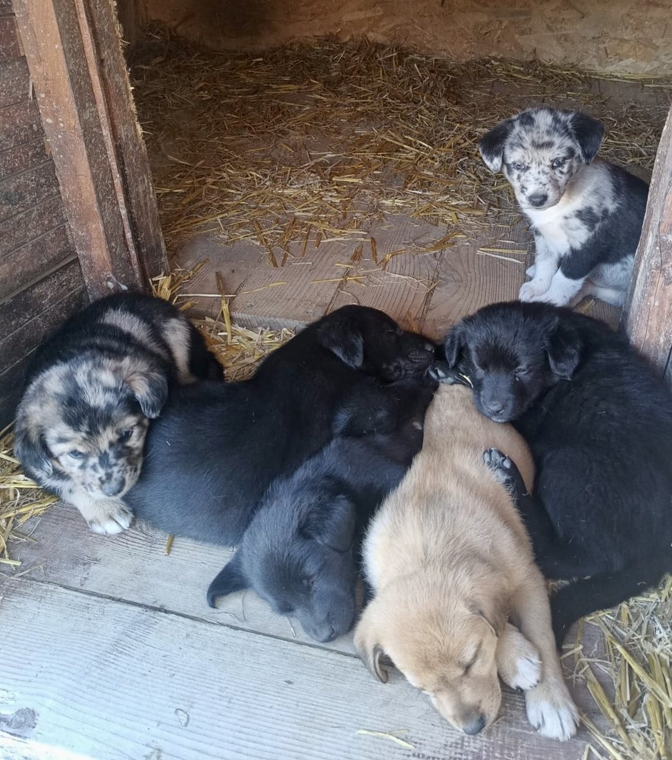 A litter of puppies resting in the straw