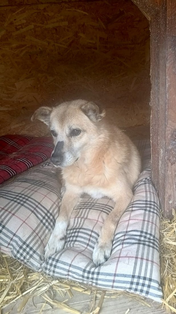 A dog curled up on a cushioned bed in a kennel
