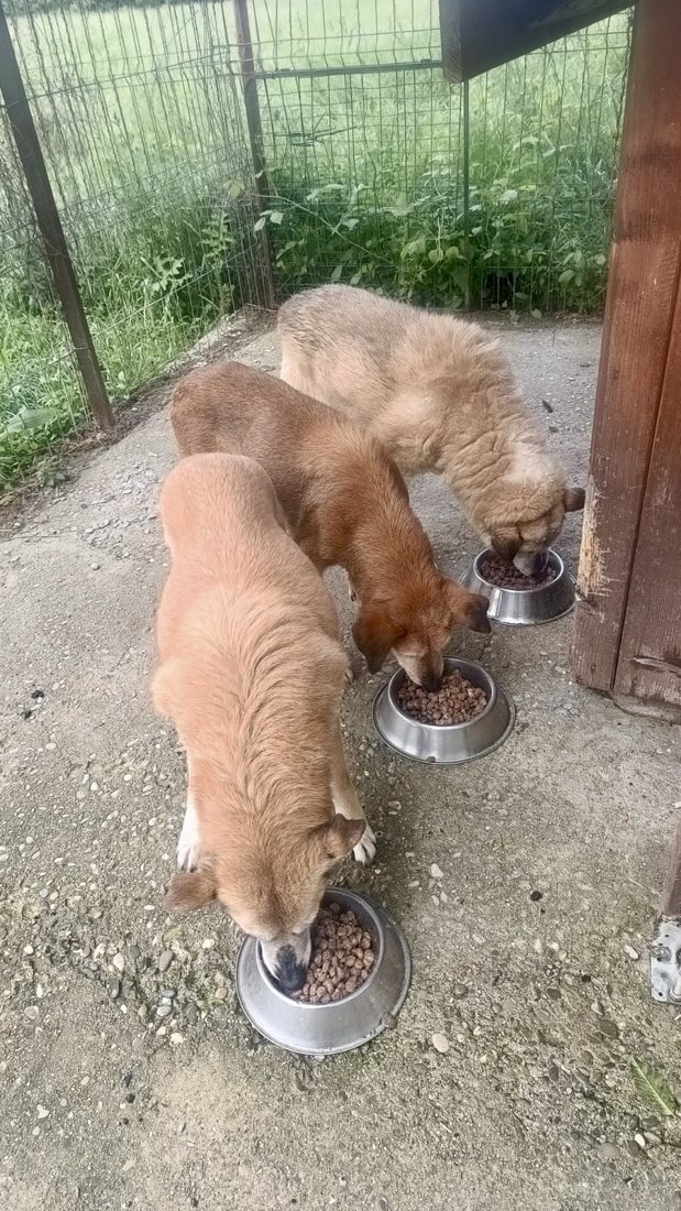 Dogs eating from bowls by the fence