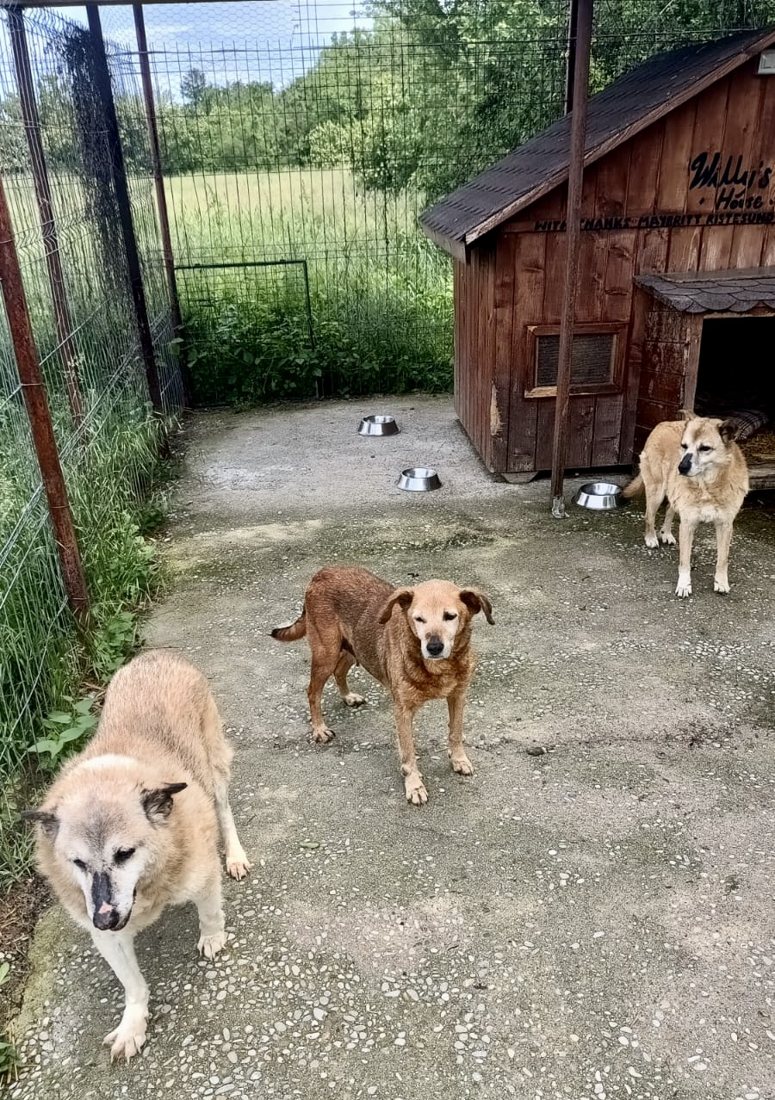 Dogs on the hard standing beside the red barn