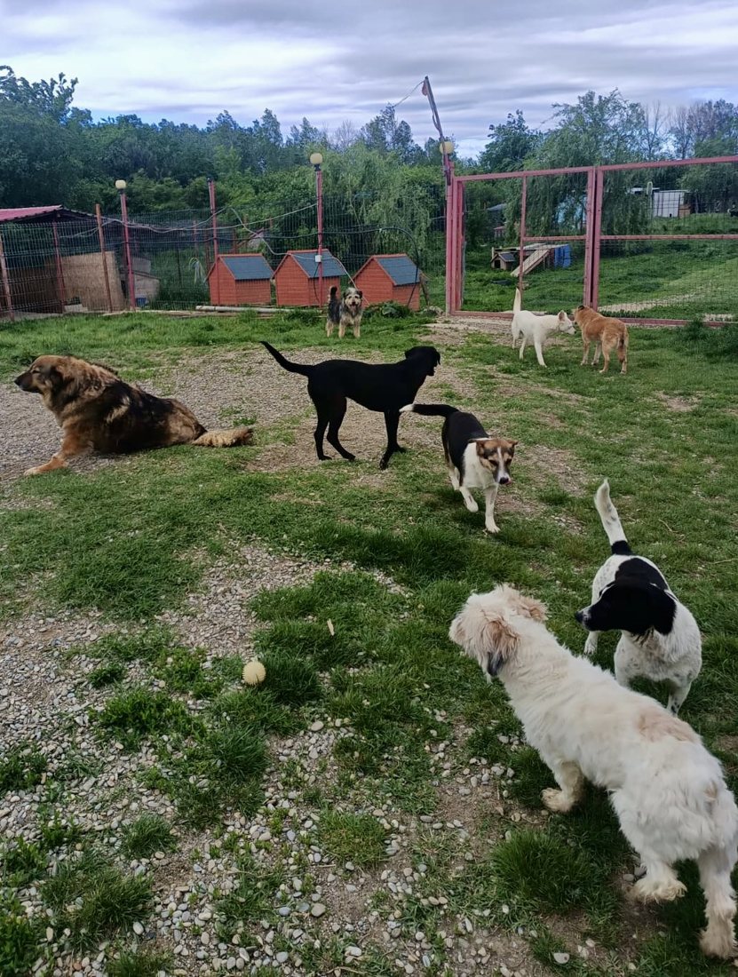 Dogs dotted across the field
