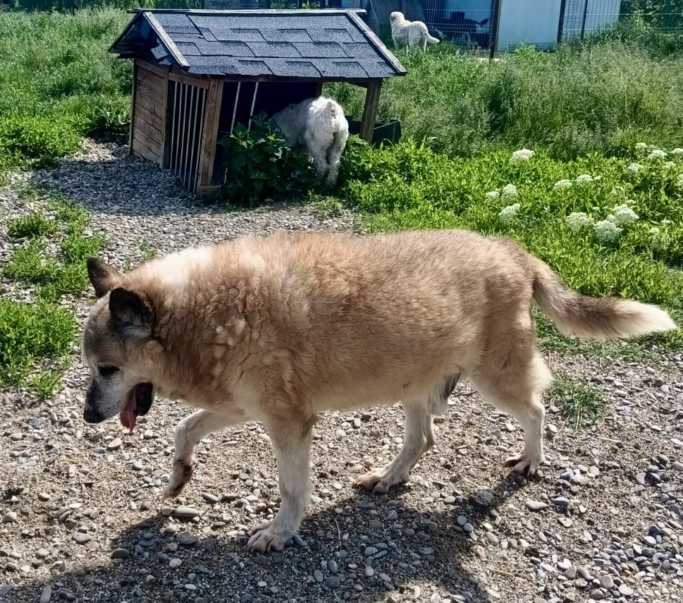 A large shaggy dog walking across the yard