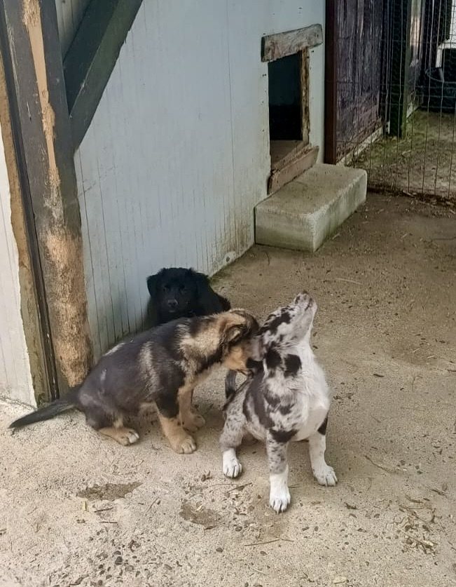 Shaggy dogs standing in the shade by a building