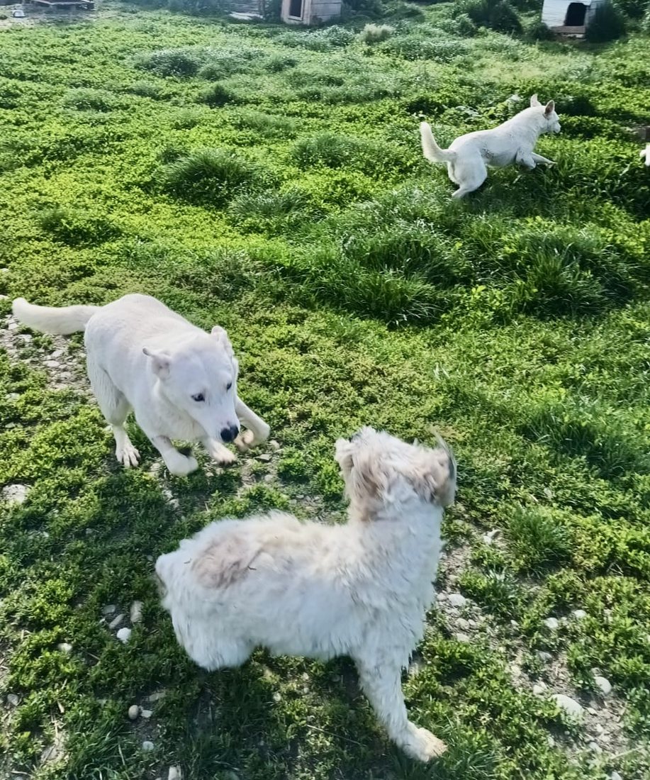 Cream-coated dogs on a grassy slope