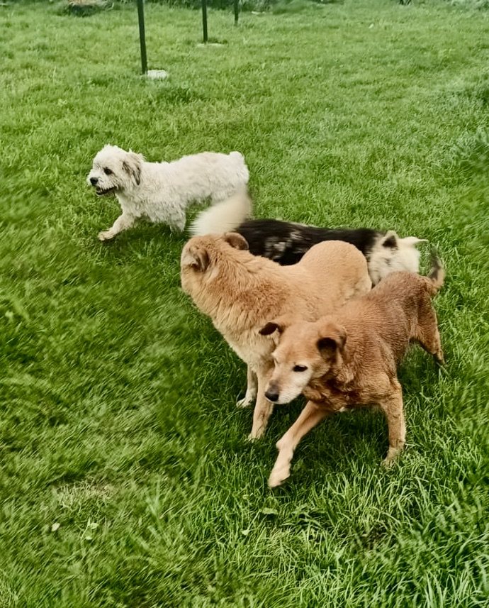 Golden and dark dogs together on the grass in the sun