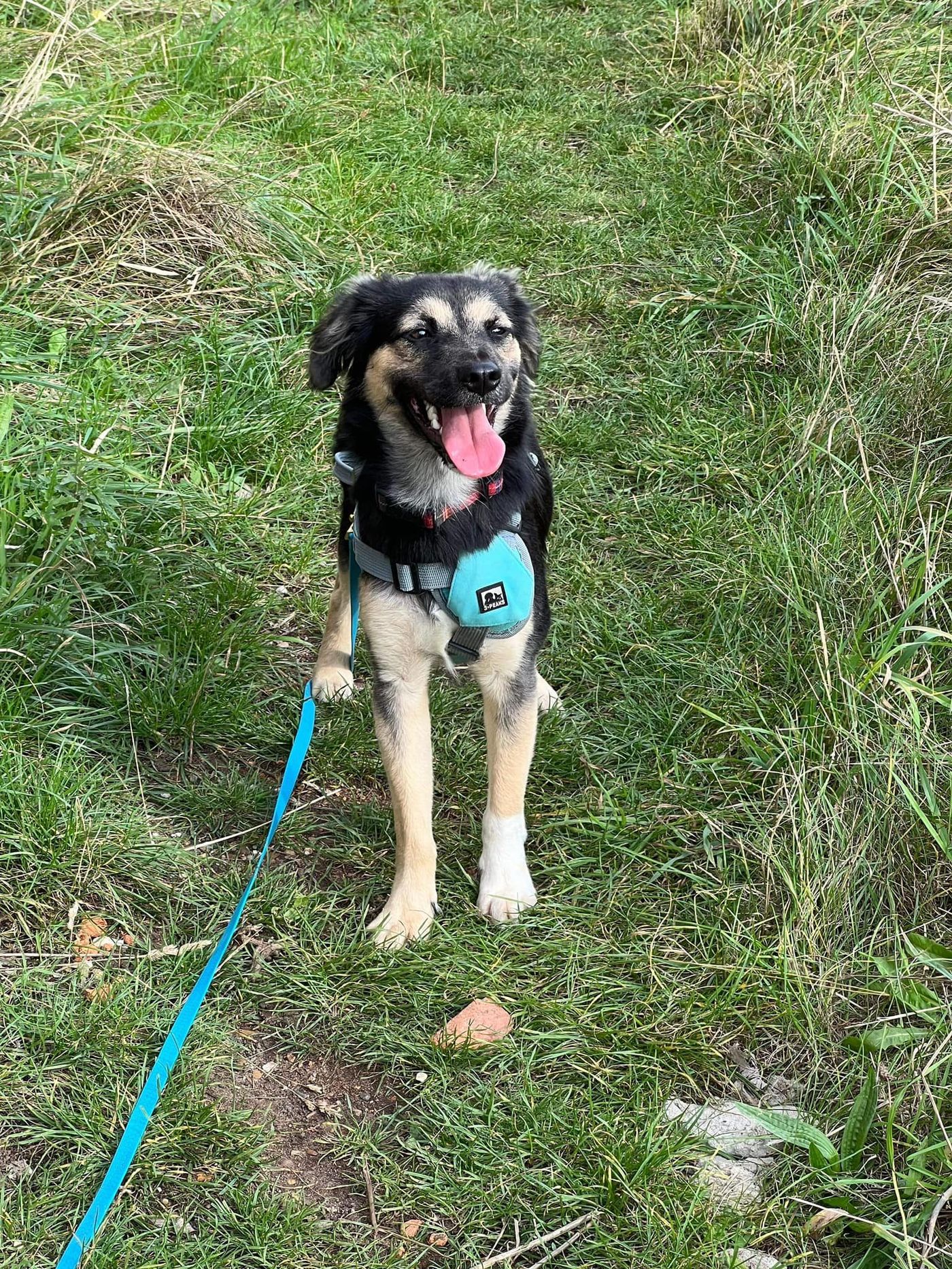 Muzicuta, Penny's Ark rescue dog.