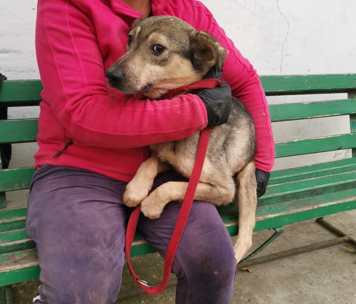 Morgan, a young Romanian rescue dog with patchy fur, being held safely by a member of the Penny's Ark team in a pink fleece on a green-painted bench.