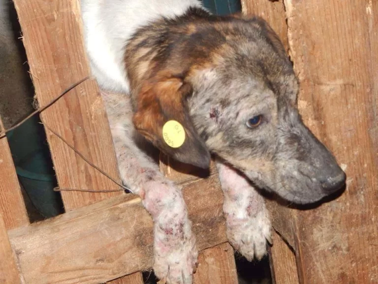 The Torture, the Misery, the Fight to Survive ….